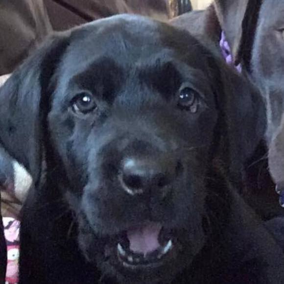 Meet your Posher, Stacy - Picture 1 of 1